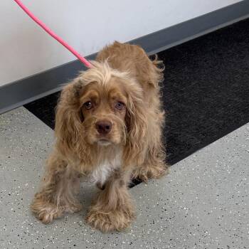 Joe Cocker -  Cocker Spaniel and Mixed Breed Dog for Adoption in Galax, Virginia - Joe Cocker | PetCurious