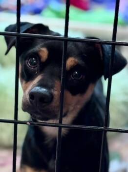 Rescue Chihuahua and Fox Terrier Dogs for Adoption in Thompson Falls, Montana - Kent | PetCurious