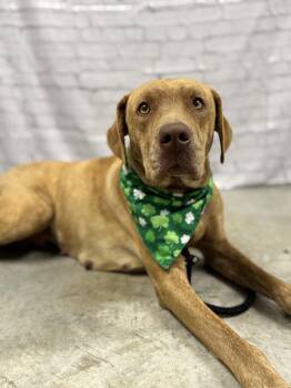 Plott Hound and Labrador Retriever Dogs Available for Adoption - Lilly | PetCurious