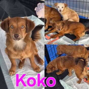 Rescue Dachshund and Chihuahua Dogs for Adoption in Dallas, Texas - Koko | PetCurious
