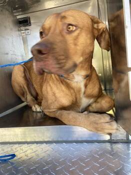 GALLAGHER -  Mixed Breed Dog for Adoption in Dallas, Texas - GALLAGHER | PetCurious