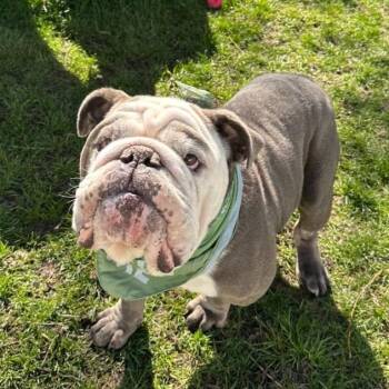 English Bulldog Dogs Available for Adoption in Logan, Utah - Doughboy (Harry) | PetCurious