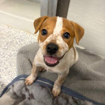 Mandy -  Australian Cattle Dog Blue Heeler Dog for Adoption - Mandy | PetCurious