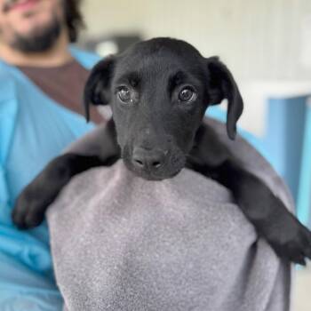 Hamlet -  Mixed Breed Dog for Adoption in Hendersonville, North Carolina - Hamlet | PetCurious