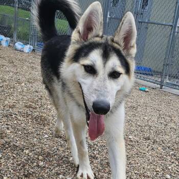 Odin -  Shepherd and Husky Dog for Adoption in Mankato, Minnesota - Odin | PetCurious