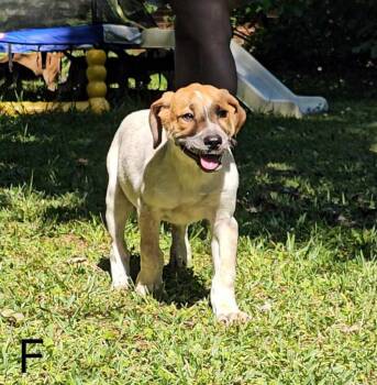 Mixed Breed Dogs Available for Adoption in Taycheedah, Wisconsin - Flint | PetCurious