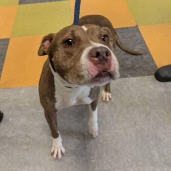 Cinnamon Spice -  Pit Bull Terrier Dog for Adoption in Philadelphia, Pennsylvania - Cinnamon Spice | PetCurious