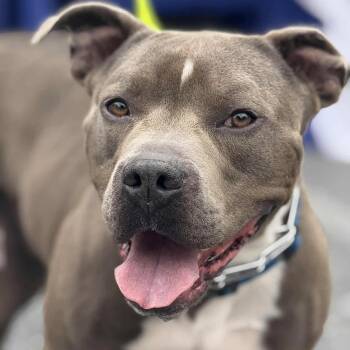 Rescue Pit Bull Terrier Dogs for Adoption in Elizabethtown, Pennsylvania - Avocado | PetCurious