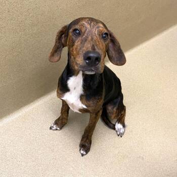 David -  Coonhound Dog for Adoption in Monroe, Georgia - David | PetCurious