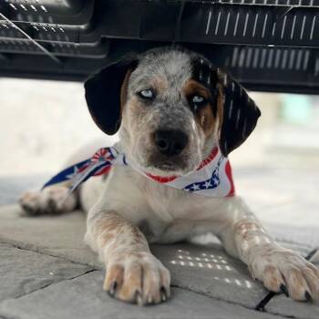 Mixed Breed and Australian Cattle Dog Blue Heeler Dogs Available for Adoption in Raleigh, North Carolina - Meander | PetCurious