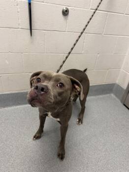 MISTY -  Pit Bull Terrier Dog for Adoption in Indianapolis, Indiana - MISTY | PetCurious
