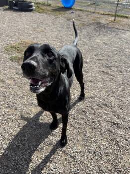 Christie -  Mixed Breed and Labrador Retriever Dog for Adoption in Black Eagle, Montana - Christie | PetCurious