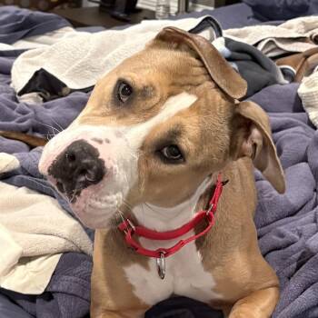 Lulu -  Pit Bull Terrier Dog for Adoption in Chicago, Illinois - Lulu | PetCurious
