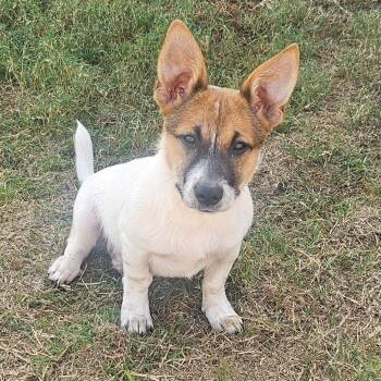 Alfie C-34192 -  Corgi and Jack Russell Terrier Dog for Adoption in Oklahoma City, Oklahoma - Alfie C-34192 | PetCurious