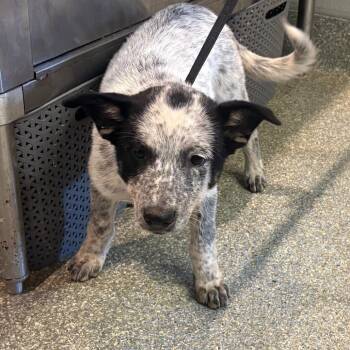 IVHS-Stray-140931 -  Shepherd and Cattle Dog Dog for Adoption in San Gabriel, California - IVHS-Stray-140931 | PetCurious