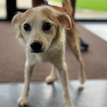 Rupert -  Terrier and Mixed Breed Dog for Adoption in Greensboro, Georgia - Rupert | PetCurious