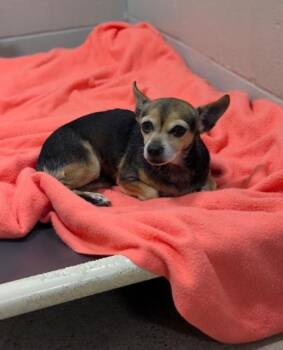 Princess Vespa -  Chihuahua Dog for Adoption in Sacramento, California - Princess Vespa | PetCurious
