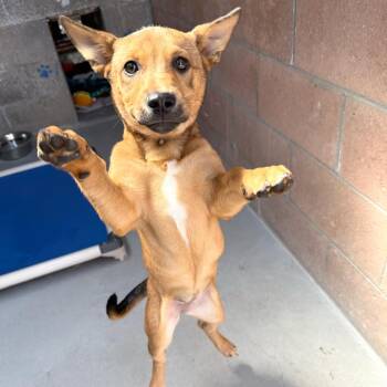 Chihuahua and Dachshund Dogs Available for Adoption in Goleta, California - Eclipse | PetCurious