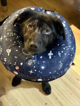 Labrador Retriever Dogs Available for Adoption in Columbus, Ohio - Skye | PetCurious