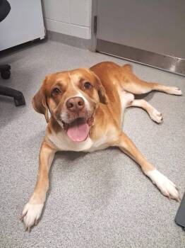 Sloan -  Mixed Breed Dog for Adoption in Moundsville, West Virginia - Sloan | PetCurious