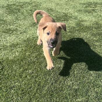 Shepherd Dogs Available for Adoption - Snooki | PetCurious