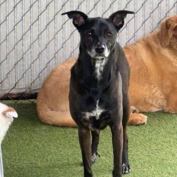 Black Labrador Retriever and Whippet Dogs Available for Adoption in Vancouver, Washington - Kes | PetCurious
