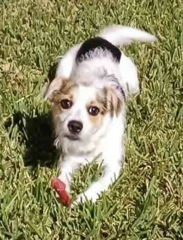 Rescue Parson Russell Terrier and Mixed Breed Dogs for Adoption in Santa Fe, Texas - Ziggy | PetCurious