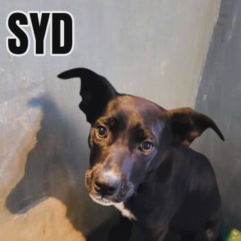 Black Labrador Retriever Dogs Available for Adoption in Westwood, New Jersey - Syd | PetCurious