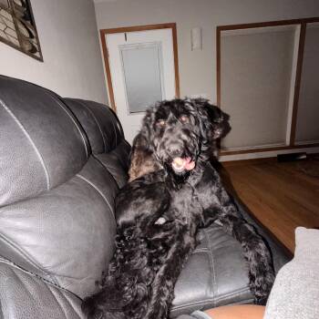 Bear -  Labradoodle Dog for Adoption in Madison, Wisconsin - Bear | PetCurious