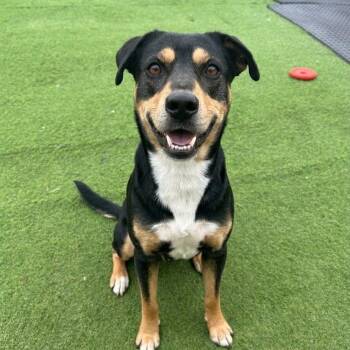 Bastion -  Australian Kelpie Dog for Adoption in Huntington, New York - Bastion | PetCurious