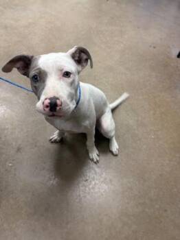Penny -  American Staffordshire Terrier Dog for Adoption in Portland, Maine - Penny | PetCurious