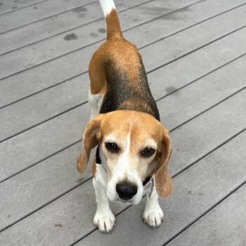 Rosie -  Beagle Dog for Adoption in Nowata, Oklahoma - Rosie | PetCurious