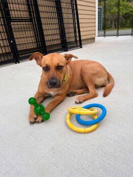 Willow (AVAILABLE 7/6) -  Mixed Breed Dog for Adoption in Leverett, Massachusetts - Willow (AVAILABLE 7/6) | PetCurious