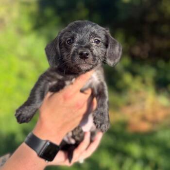 Nikko -  Terrier and Mixed Breed Dog for Adoption in Newberg, Oregon - Nikko | PetCurious