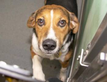 SCOUT -  Australian Shepherd and Black And Tan Coonhound Dog for Adoption in St. Louis, Missouri - SCOUT | PetCurious