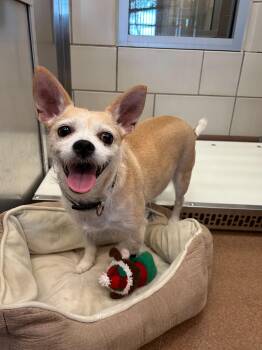 Rocky -  Chihuahua and Terrier Dog for Adoption in Portland, Maine - Rocky | PetCurious