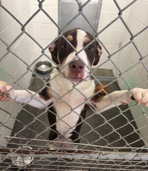 Joker -  Pit Bull Terrier and Mixed Breed Dog for Adoption in Blountville, Tennessee - Joker | PetCurious