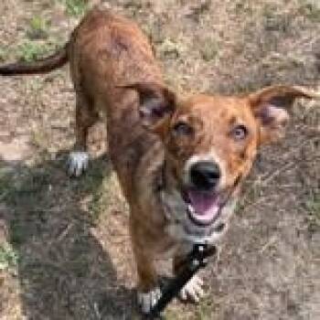 Diamond -  Mixed Breed Dog for Adoption in Hackensack, Minnesota - Diamond | PetCurious