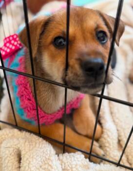 Faith -  German Shepherd Dog Dog for Adoption in Churchville, New York - Faith | PetCurious