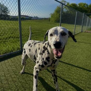 Dalmatian Dogs Available for Adoption in Terre Haute, Indiana - Blizzard | PetCurious