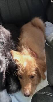 Merida -  Mixed Breed Dog for Adoption in Mount Pleasant, South Carolina - Merida | PetCurious