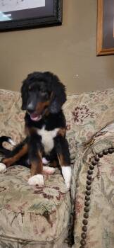 Socks -  Bernedoodle Dog for Sale in Sherman, Texas - Socks | PetCurious