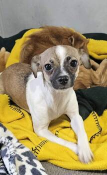 Squeaker -  Chihuahua Dog for Adoption in Santa Rosa, California - Squeaker | PetCurious
