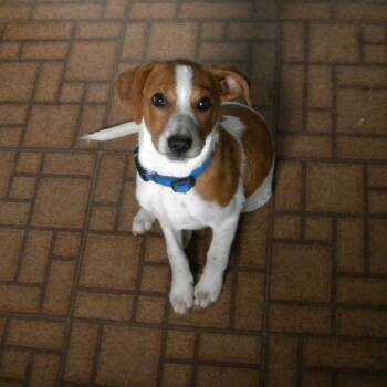 Boots -  Jack Russell Terrier and Beagle Dog for Adoption in Marshall, Virginia - Boots | PetCurious