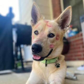 German Shepherd Dog and Husky Dogs Available for Adoption - Waffles The Sunlit Sweetheart | PetCurious