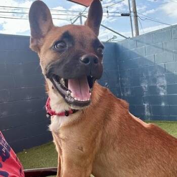 Nicky -  French Bulldog and Mixed Breed Dog for Adoption in Merriam, Kansas - Nicky | PetCurious