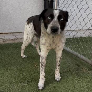 Australian Cattle Dog Blue Heeler Dogs Available for Adoption - Dot | PetCurious