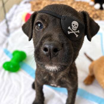 Pirate -  Mixed Breed Dog for Adoption in North Myrtle Beach, South Carolina - Pirate | PetCurious