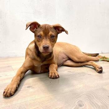 Miniature Pinscher and Chihuahua Dogs Available for Adoption in Alvin, Texas - Monroe | PetCurious