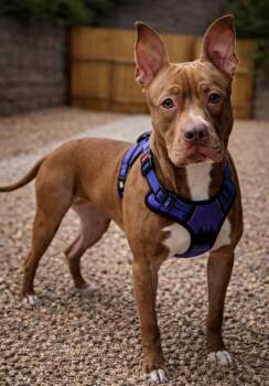 American Staffordshire Terrier and Terrier Dogs Available for Adoption in Brookeville, Maryland - Ruby | PetCurious